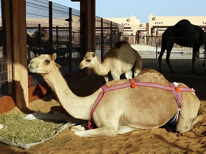 The camel market in Al Ain