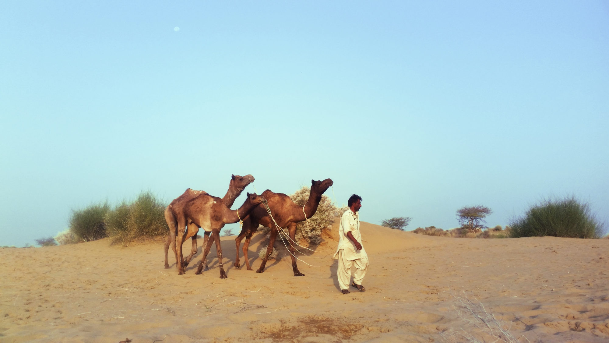 Jaisalmer - A Desert Safari