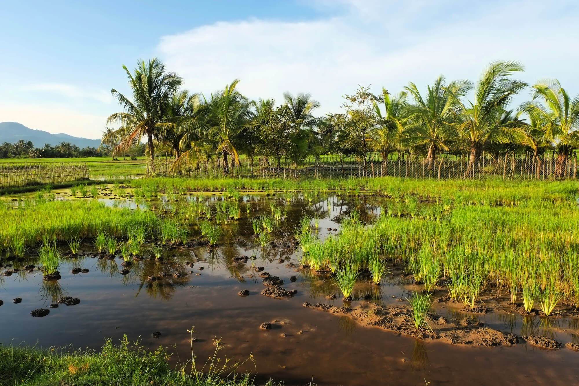 Fish Island, Kampot, Cambodia