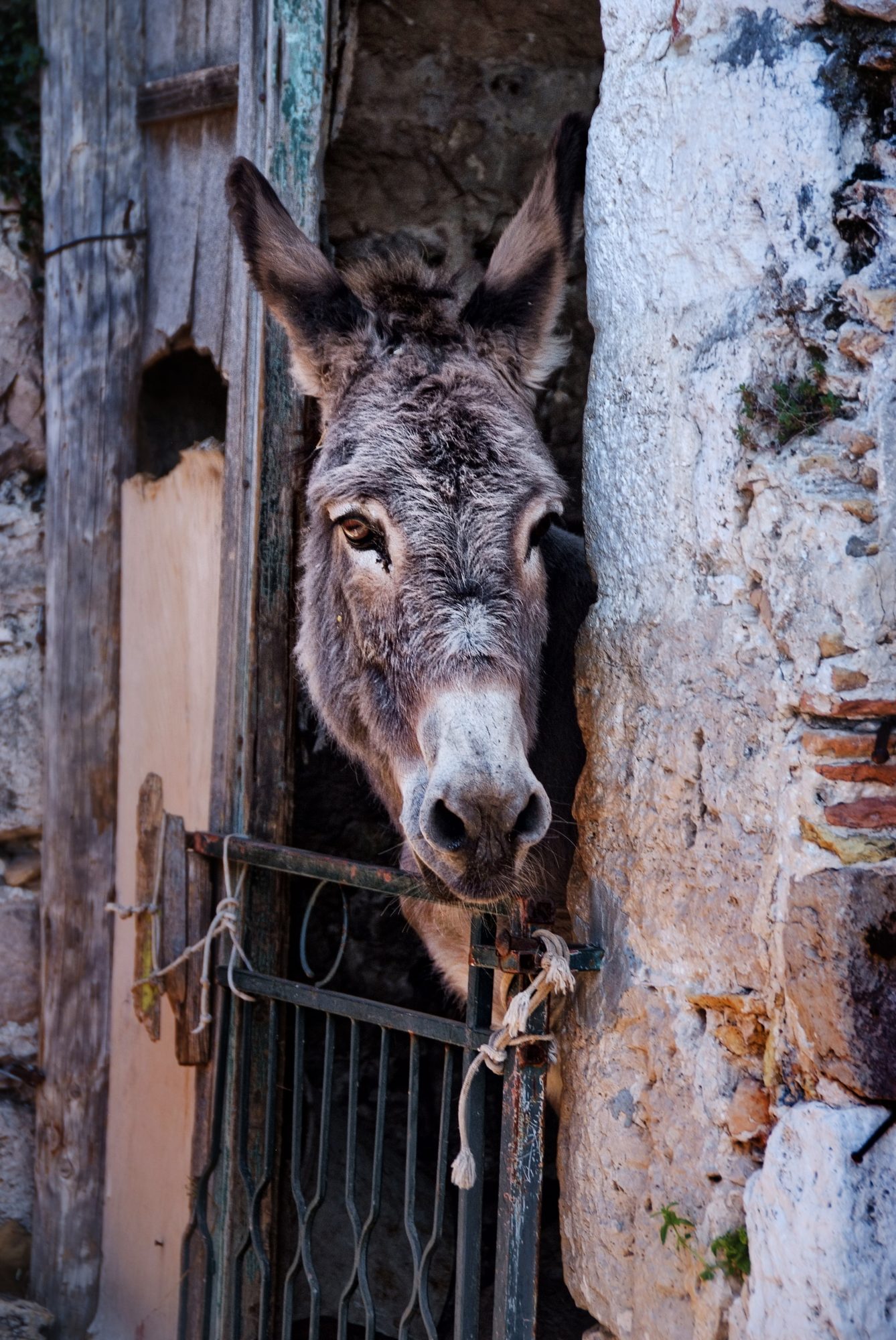 A Donkey in Mljet, Croatia