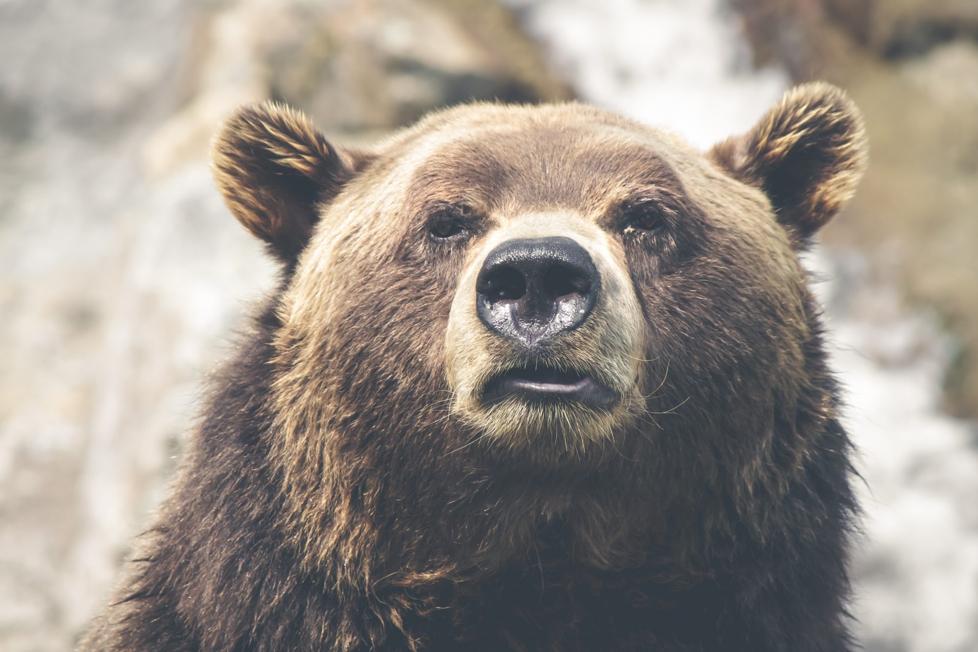 Great Bear Rainforest, British Columbia