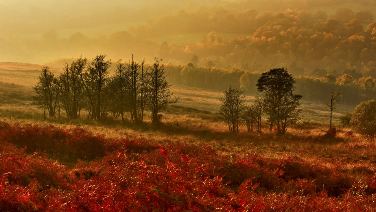 Ashdown Forest, England