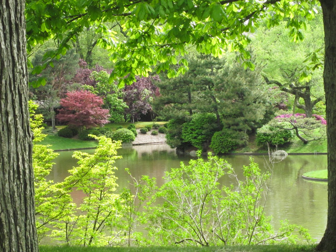The Japanese Garden at the Missouri Botanical Garden
