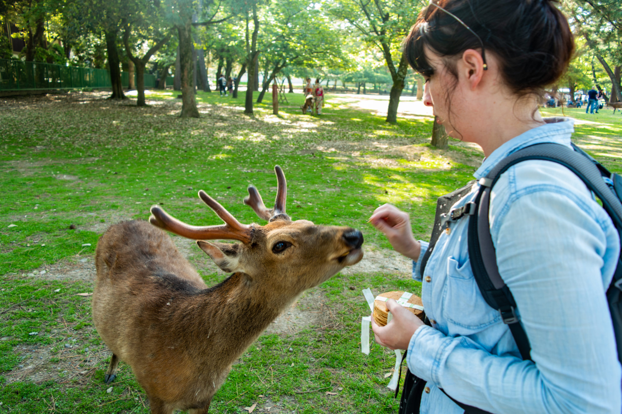 Feeding Deer in Nara, Japan