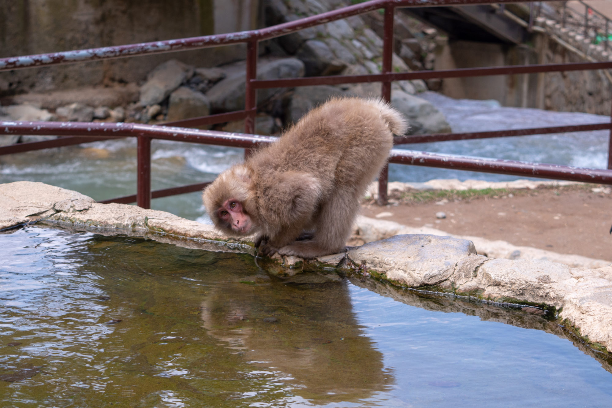 Snow Monkey in Yudanaka, Japan