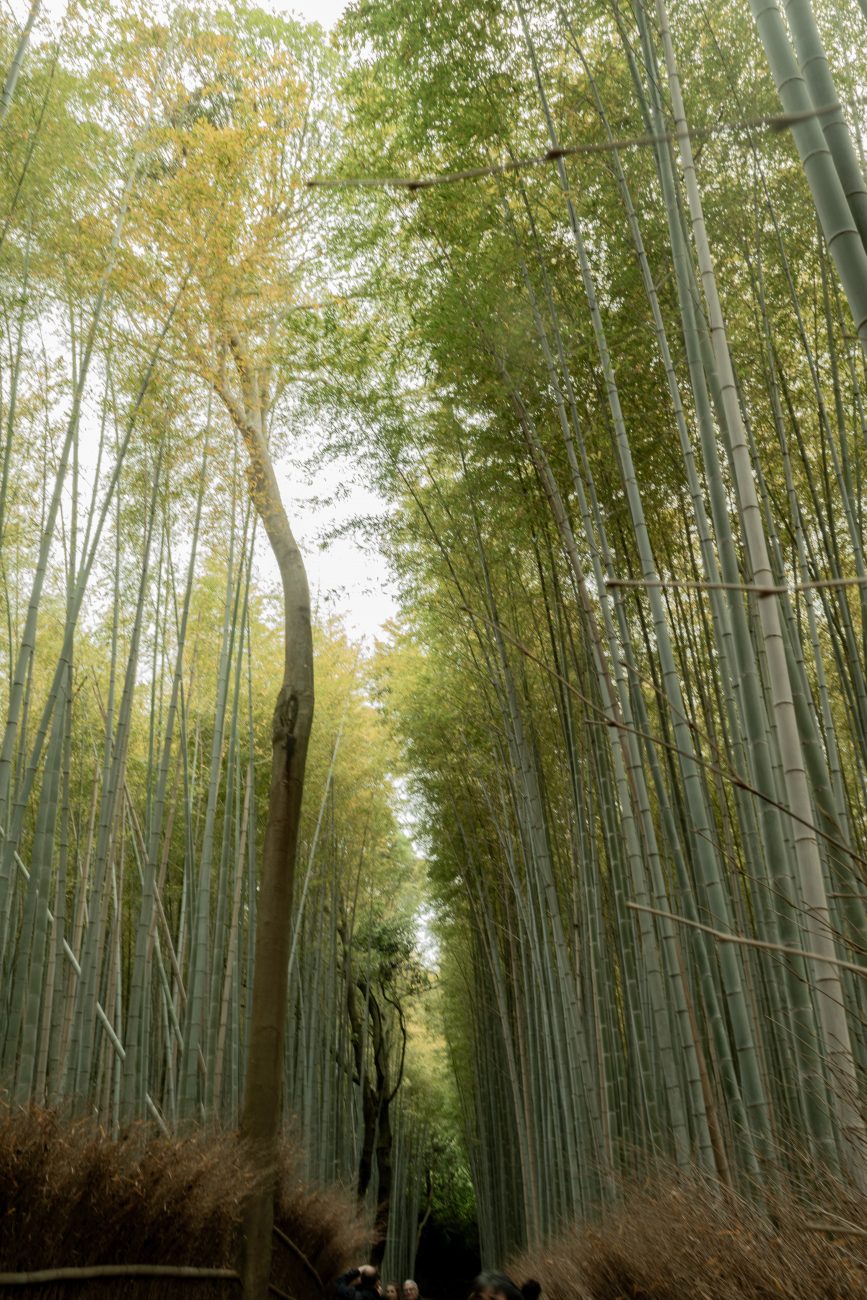 Tenryuji, Kyoto