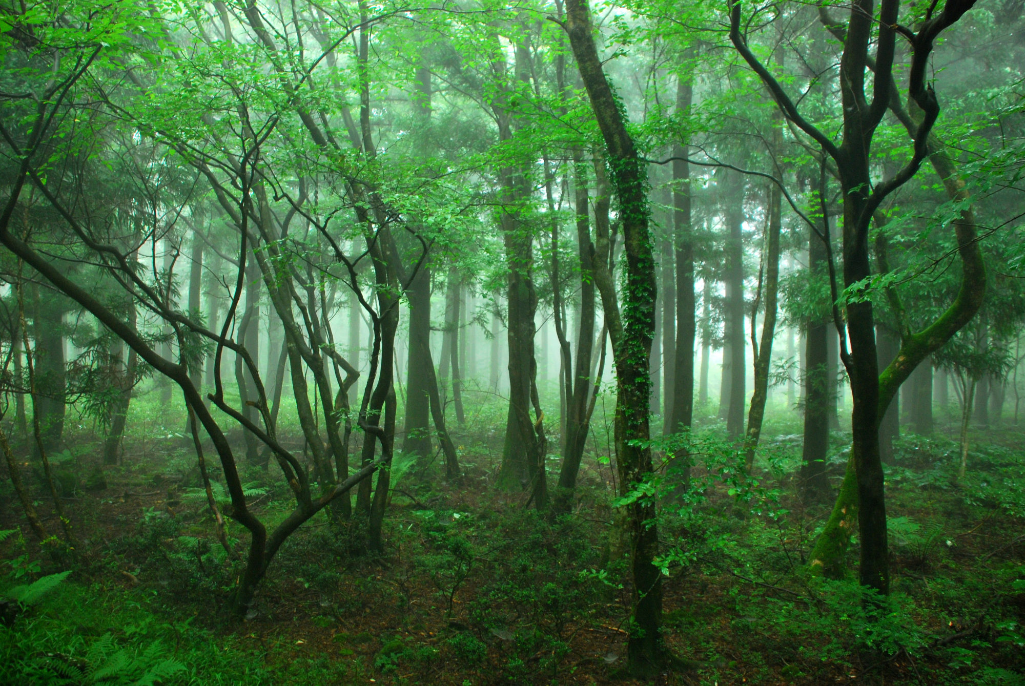 Woods in Jeju Island