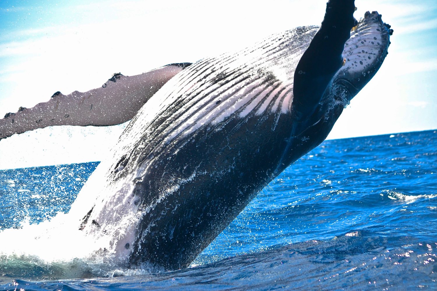 Humpback Whales, Dominican Republic