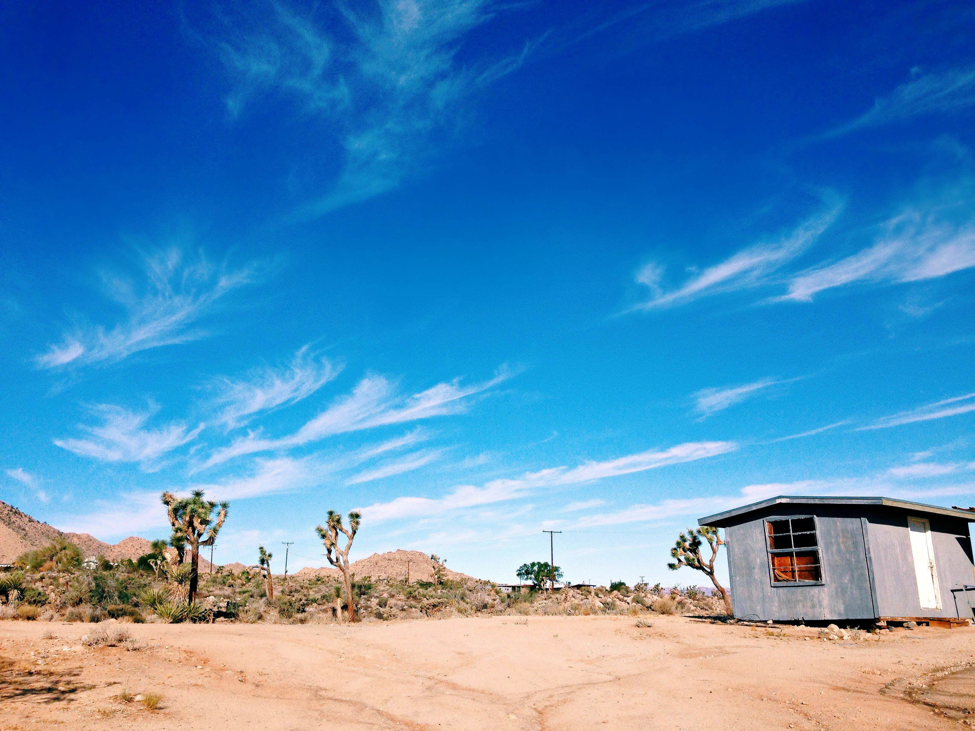 Joshua Tree