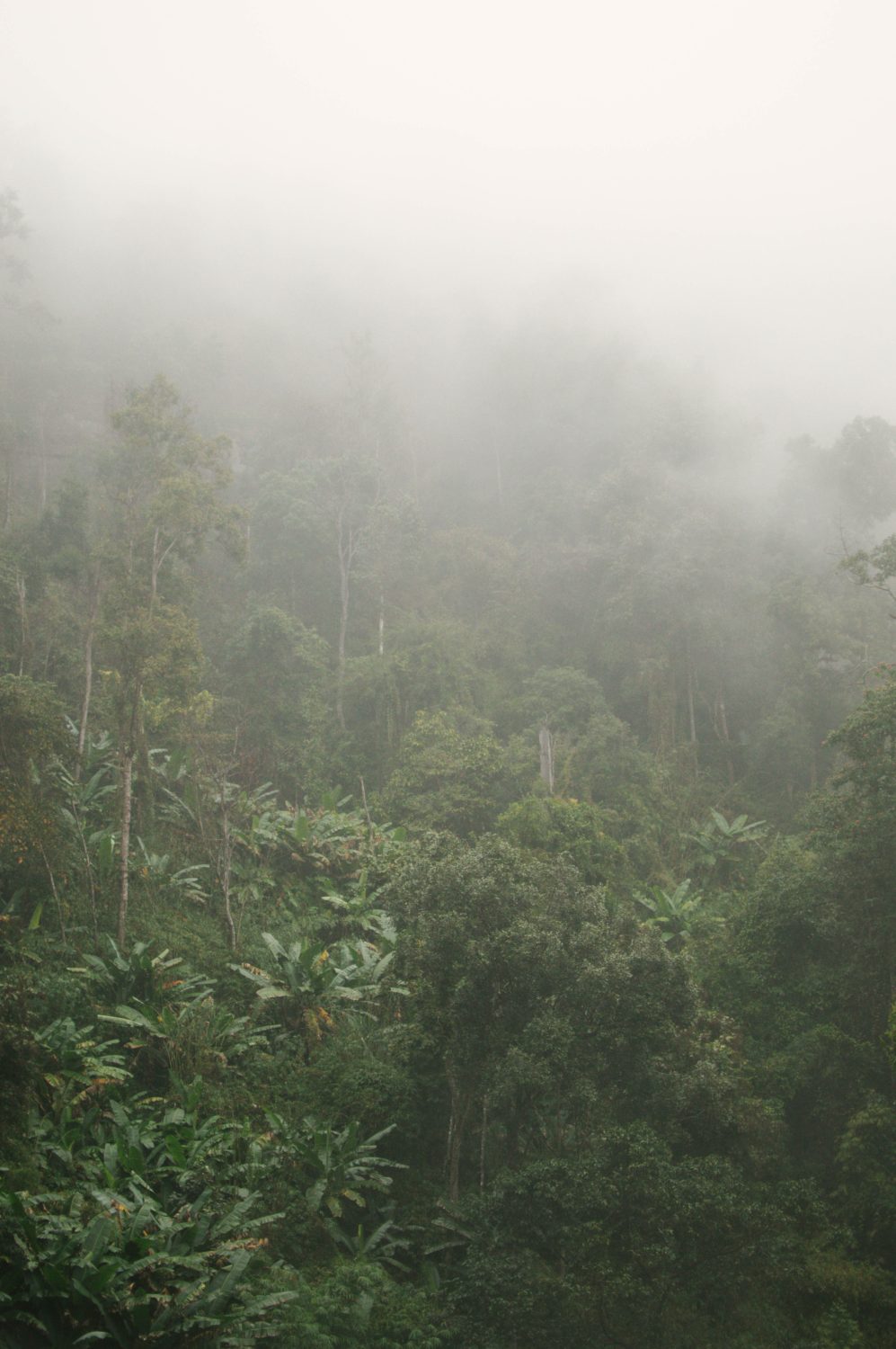 Thailand Jungle