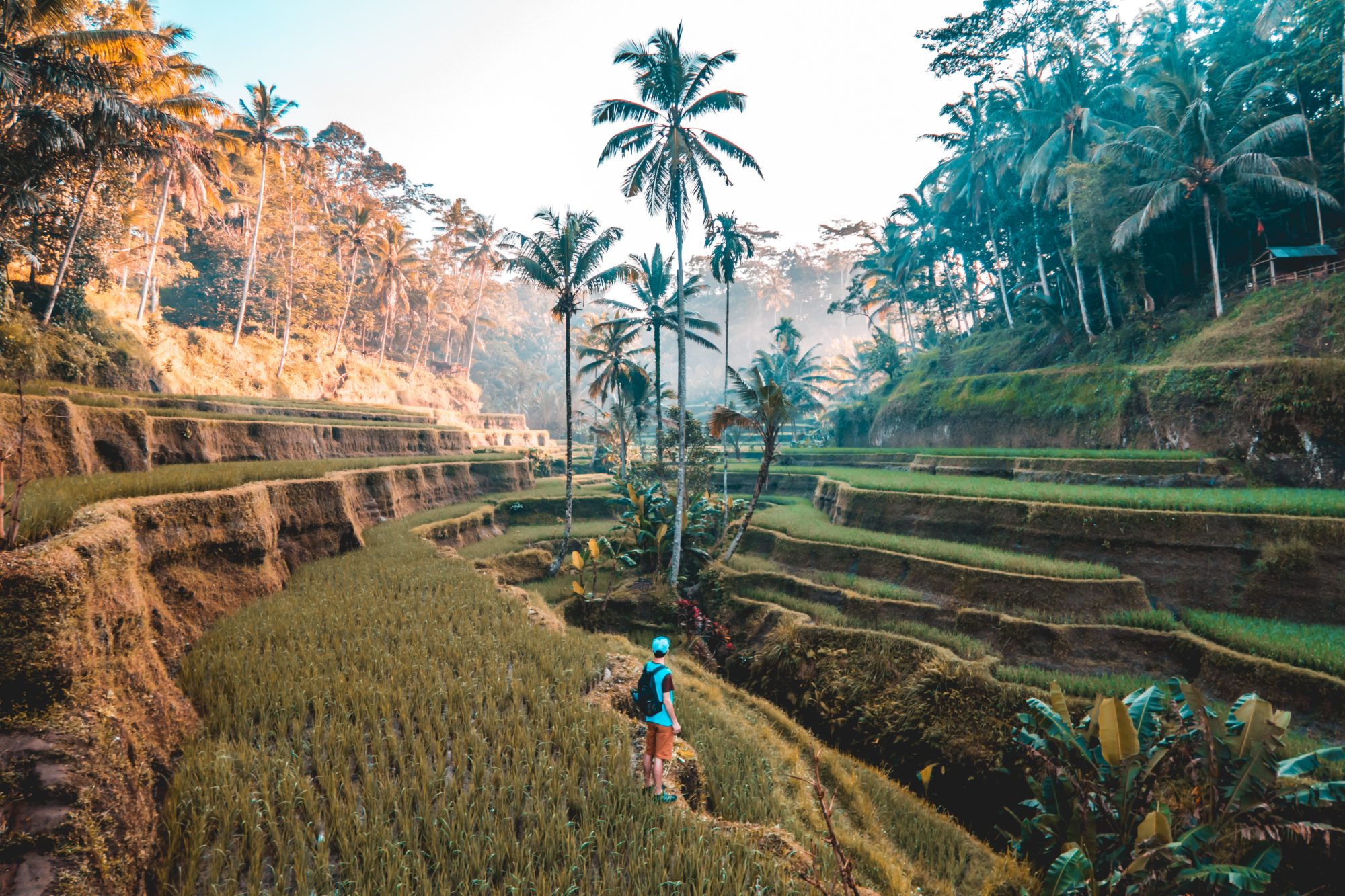 Tegallang Rice Terraces, Indonesia