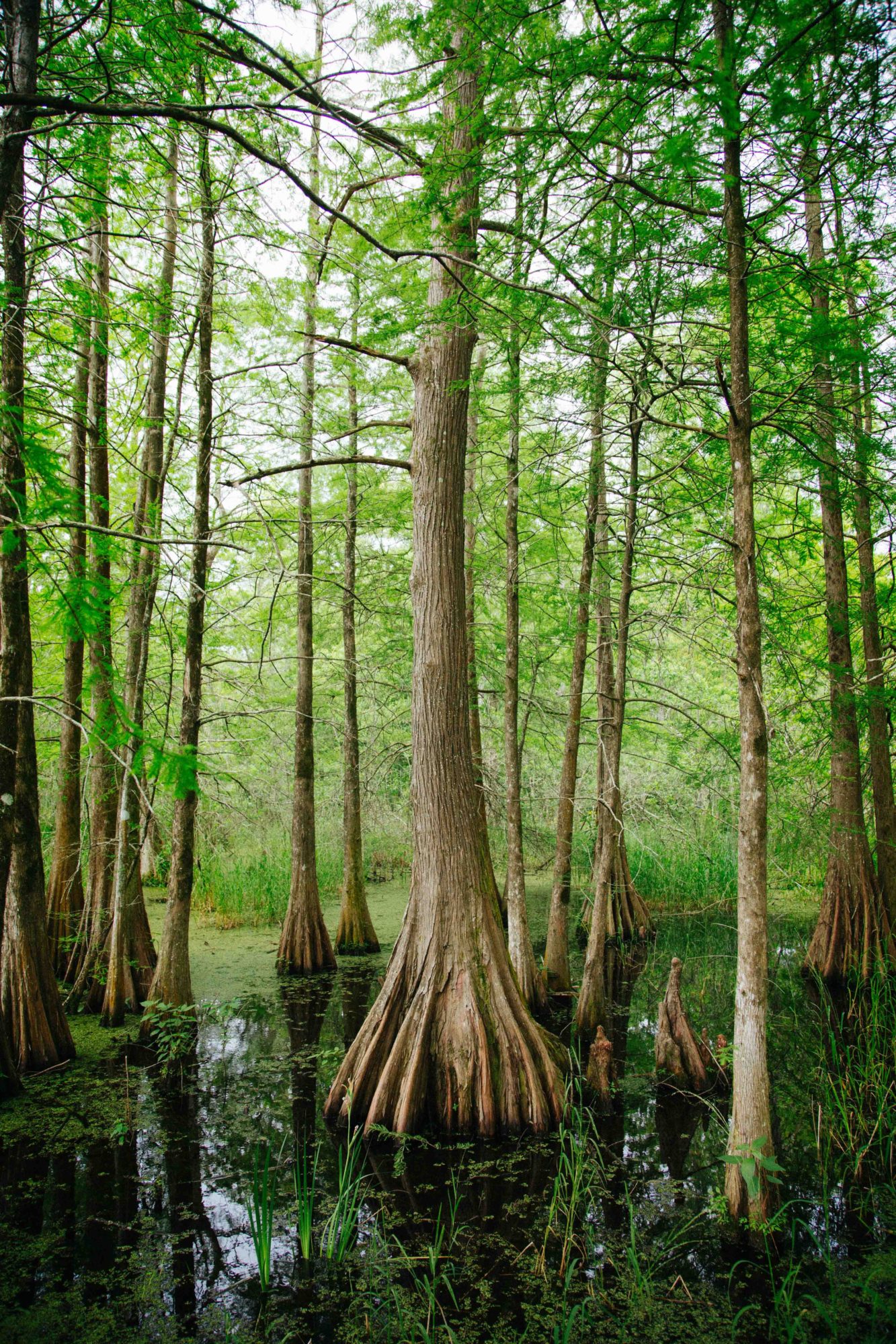 Swamp Tours in Lafayette
