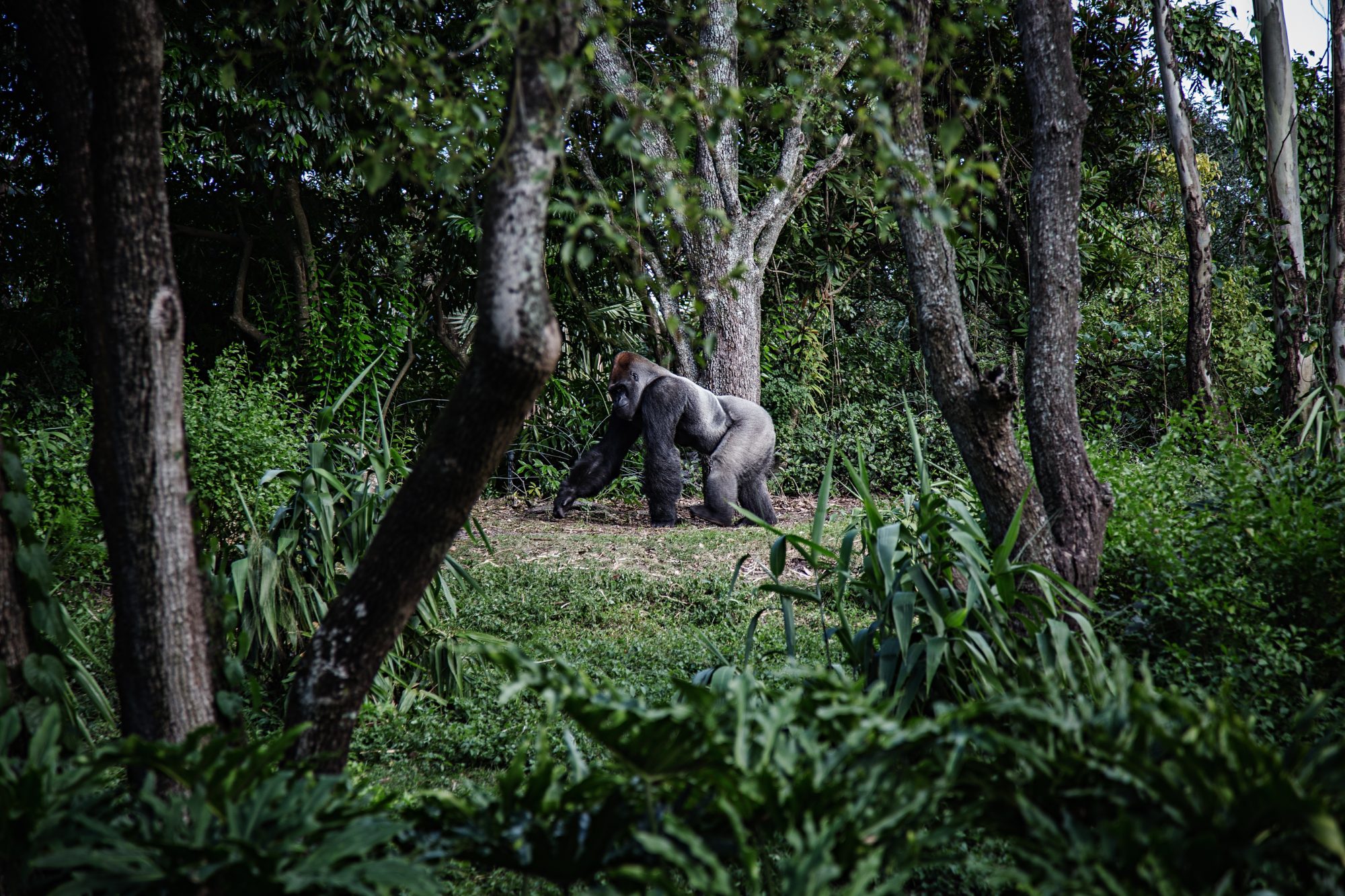 Virunga National Park, Democratic Republic Of Congo