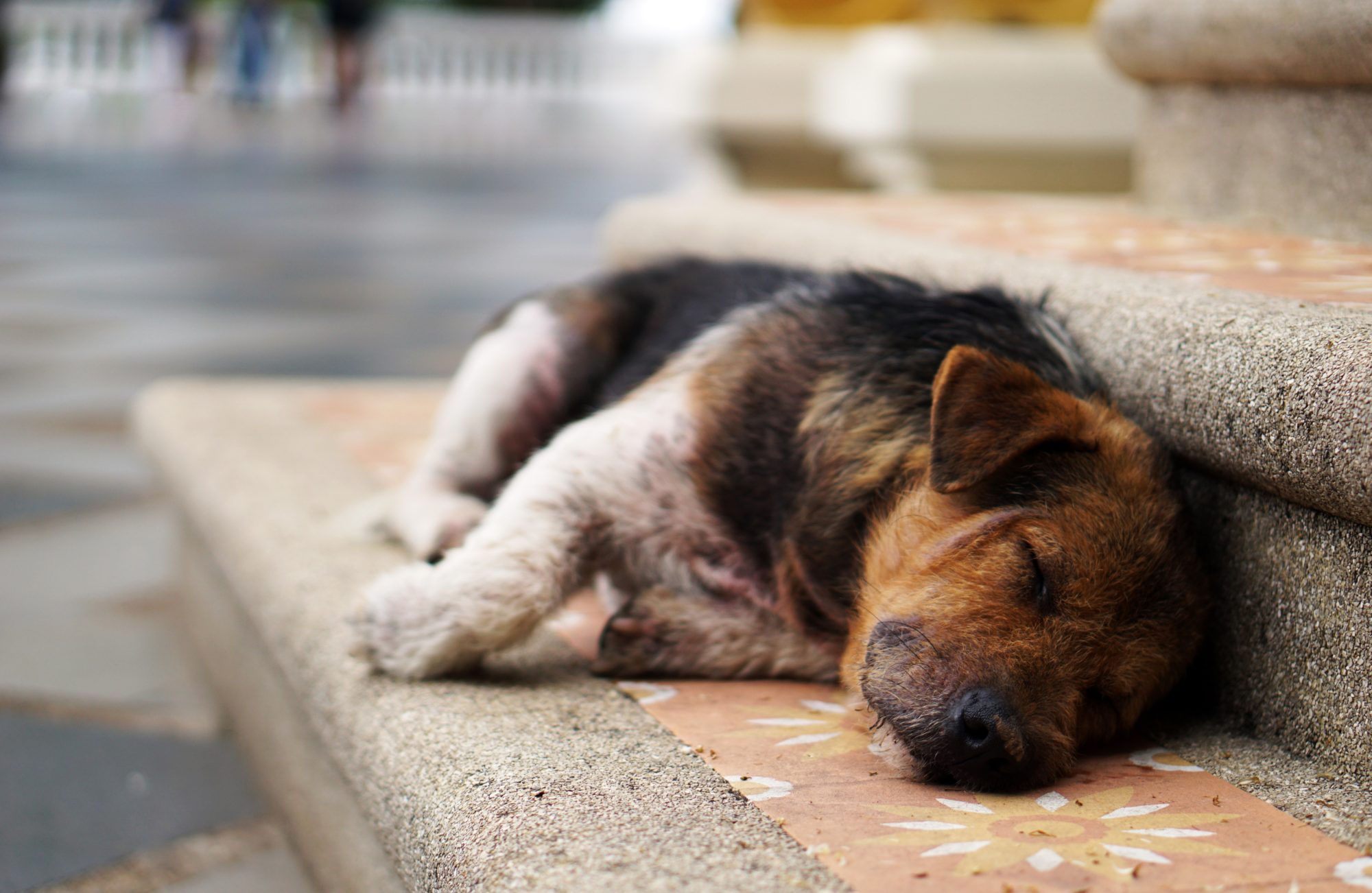 Sleepy Dog In Chiang Mai