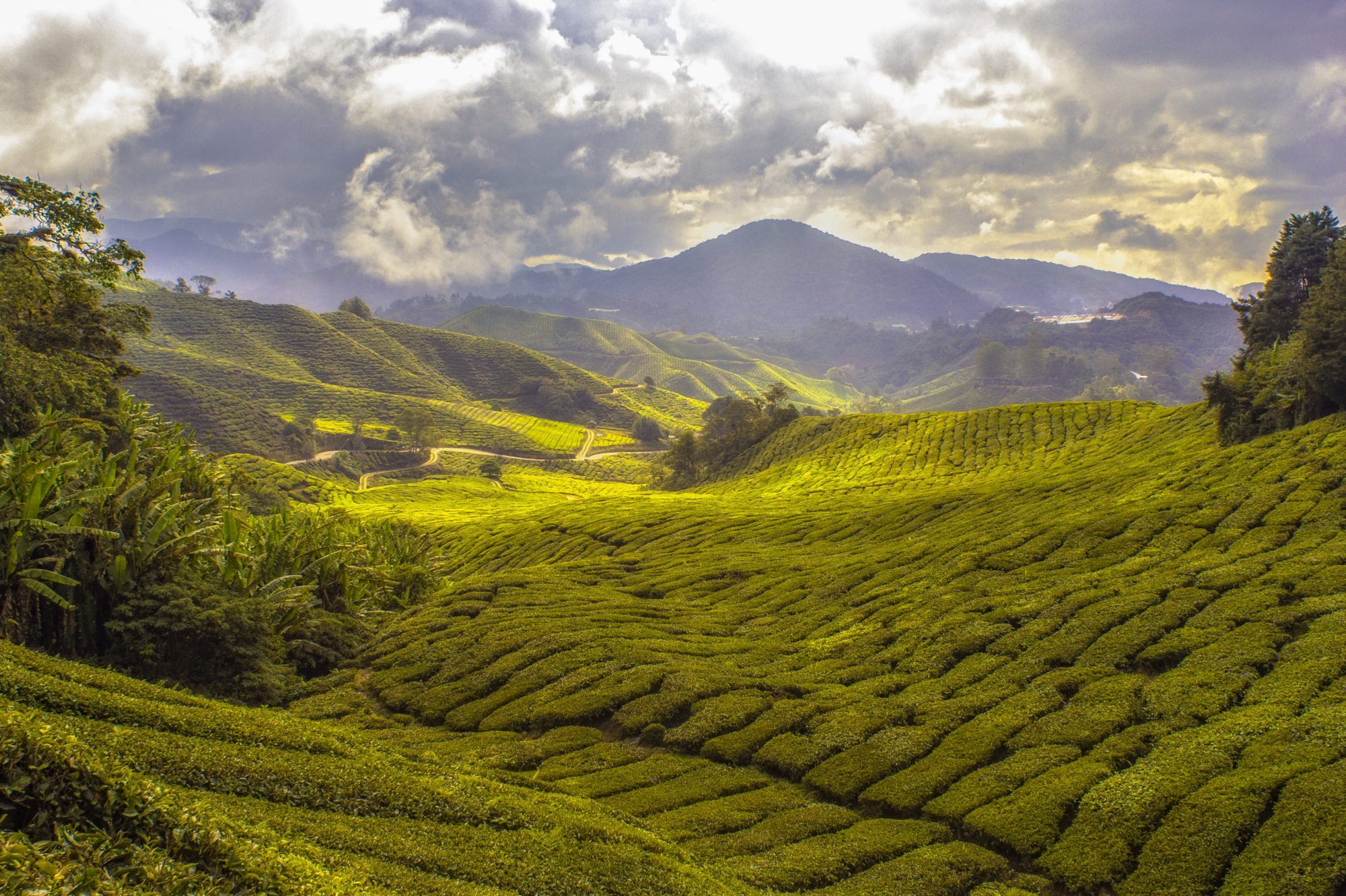 The Cameron Highlands in Malaysia