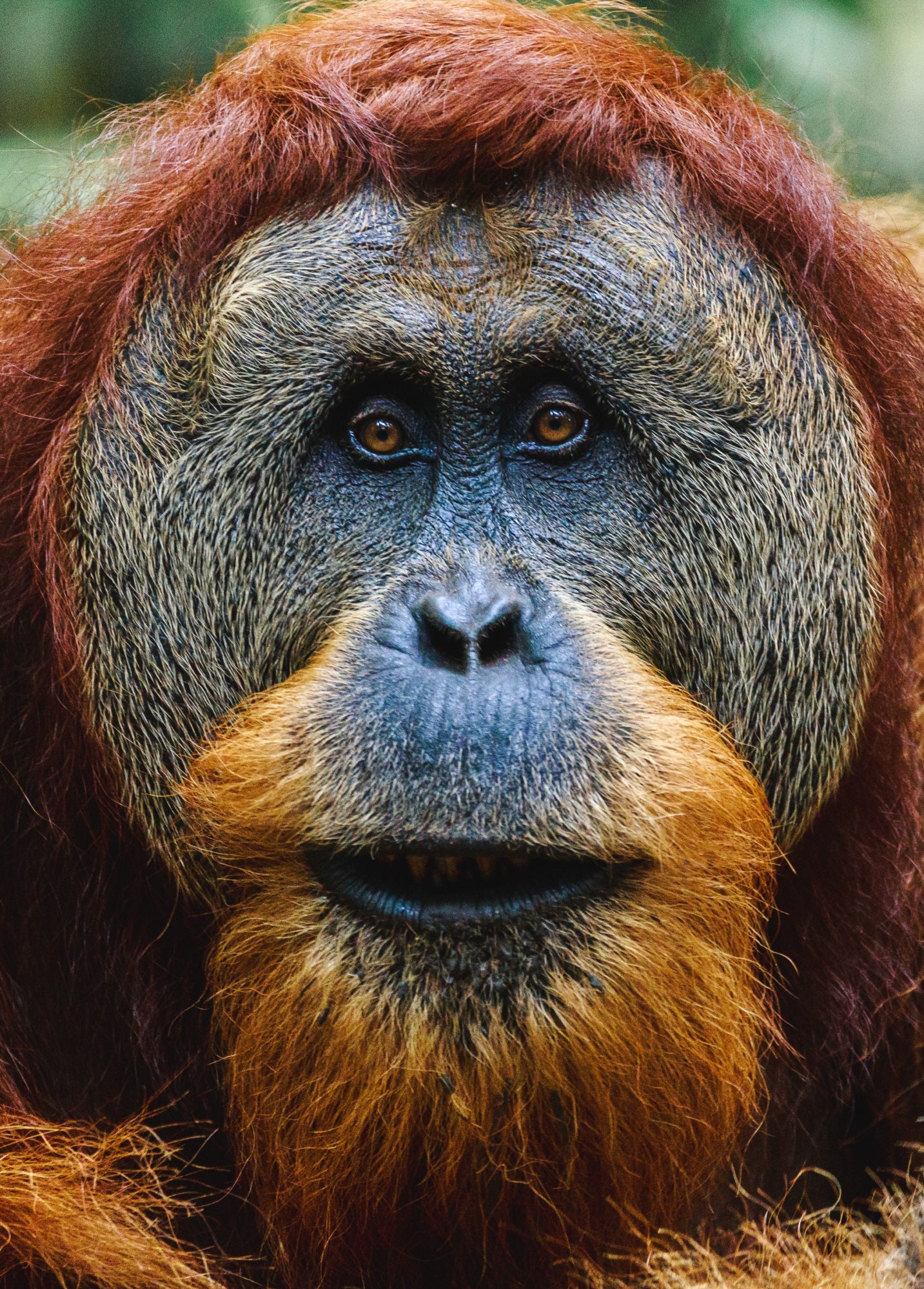 Orangutan in Borneo