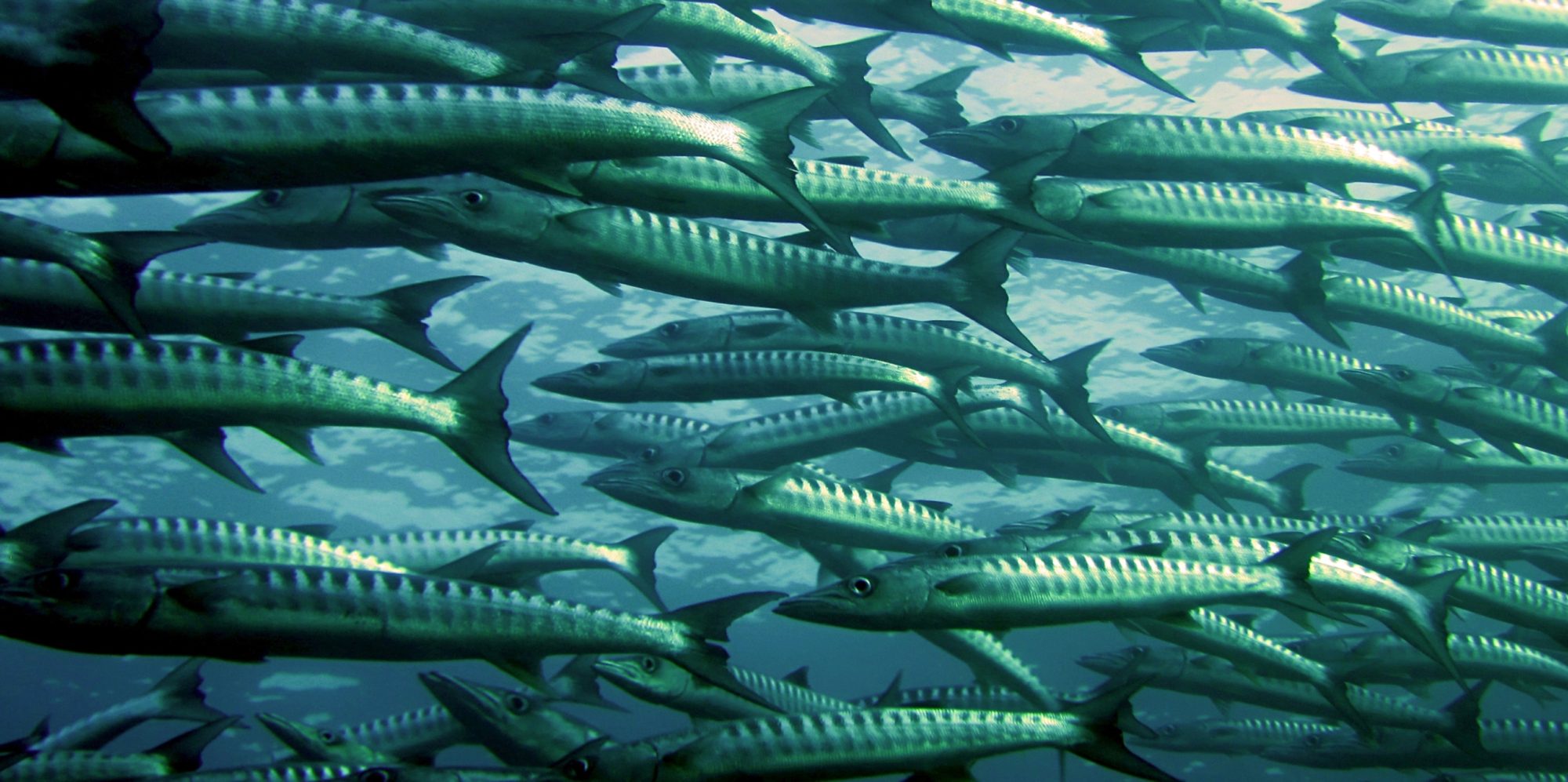 Barracuda Reef, Sri Lanka