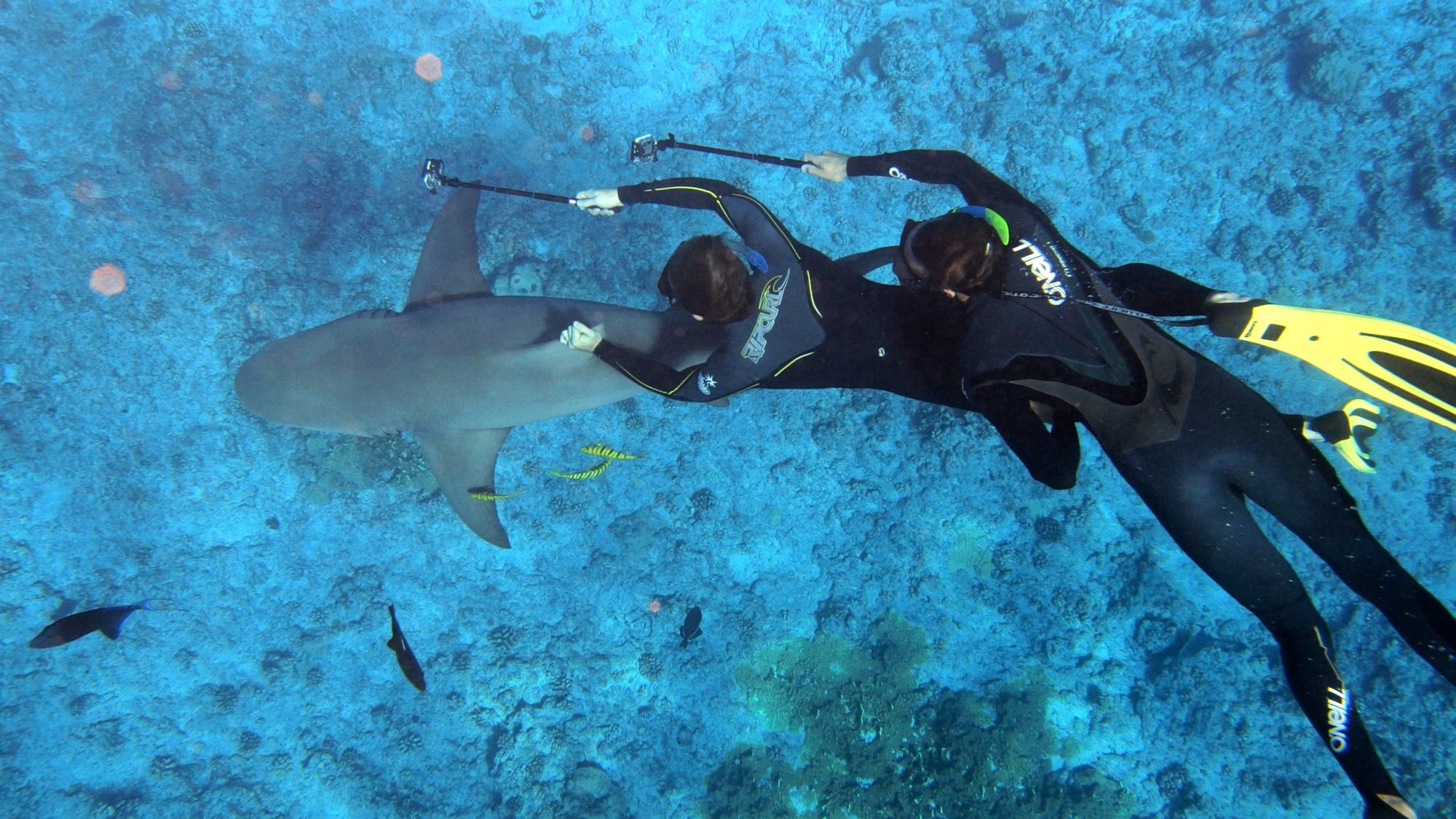 Tips For Scuba Diving