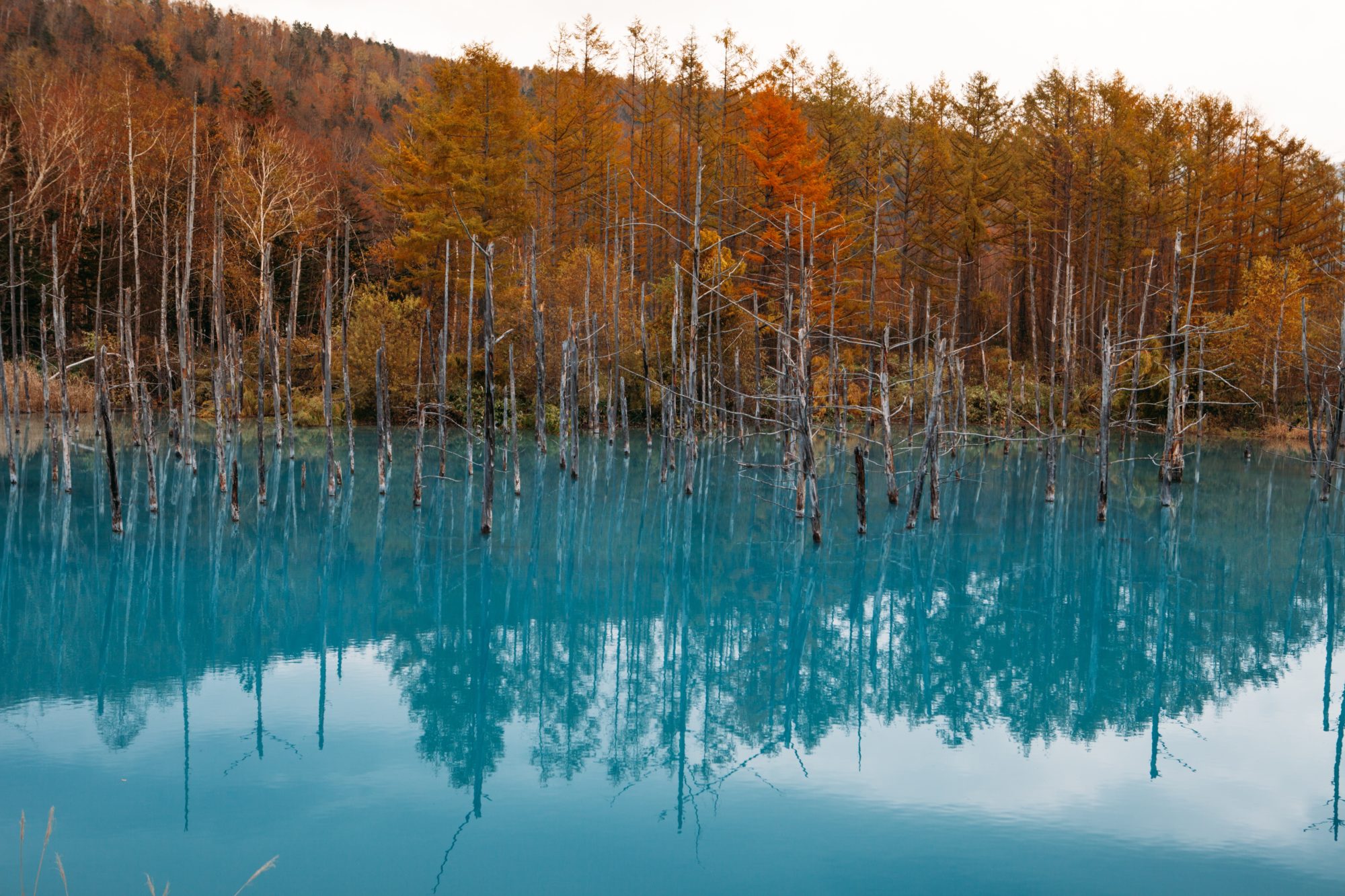 Blue Pond in Hokkaido, Winter Wonderlands To Visit