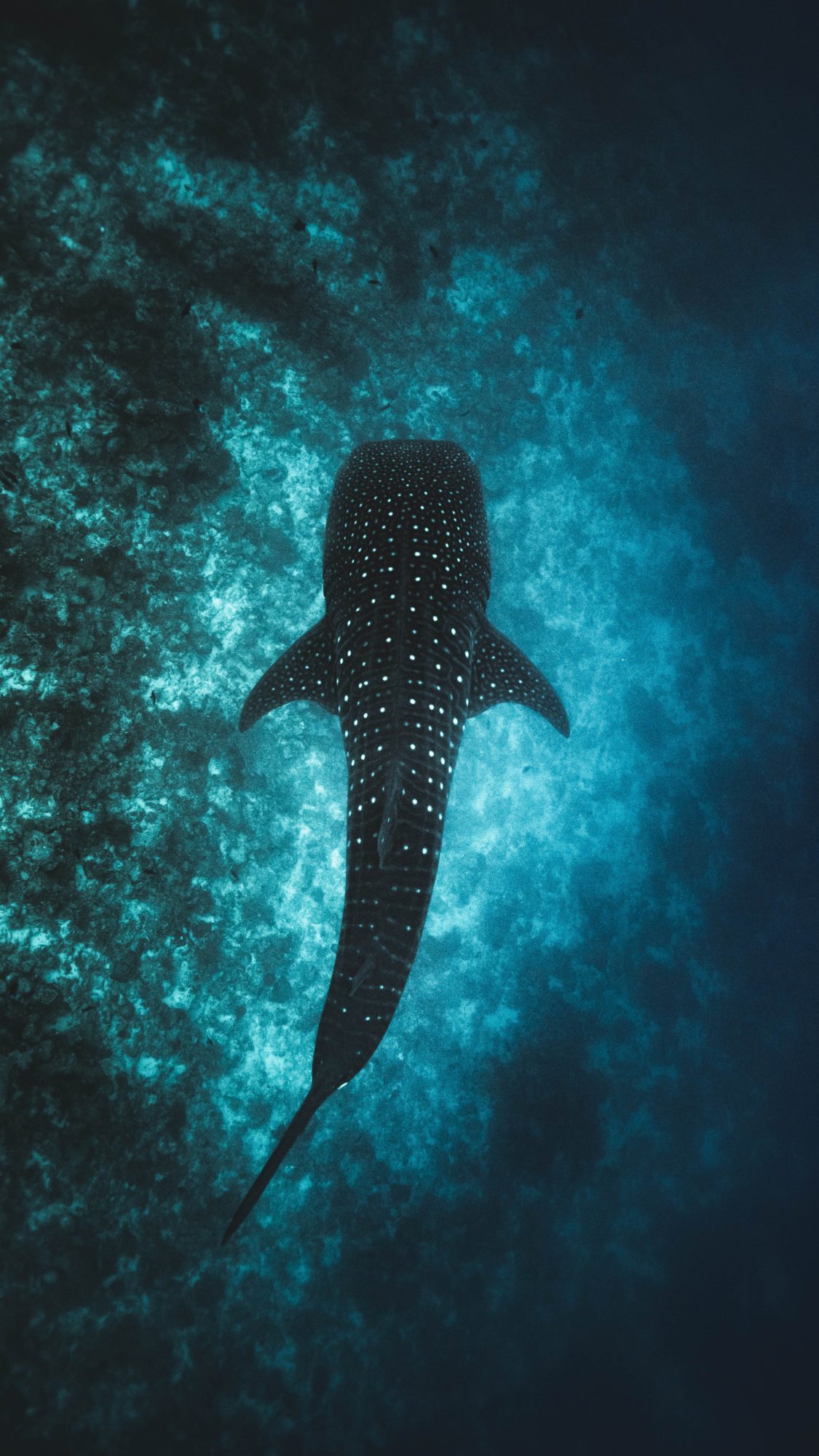 South Ari Atoll, Maldives