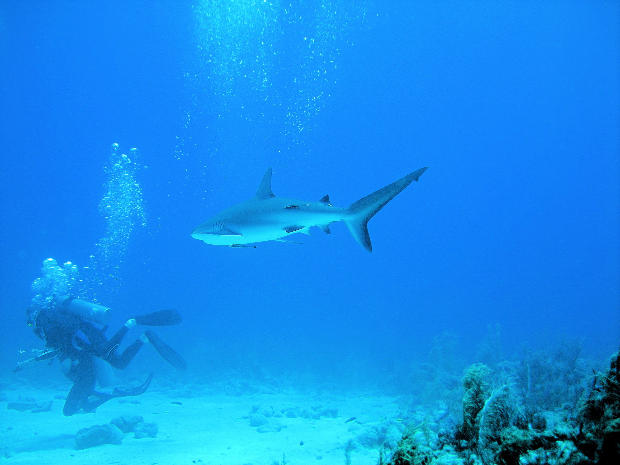 Tiger Beach, Bahamas