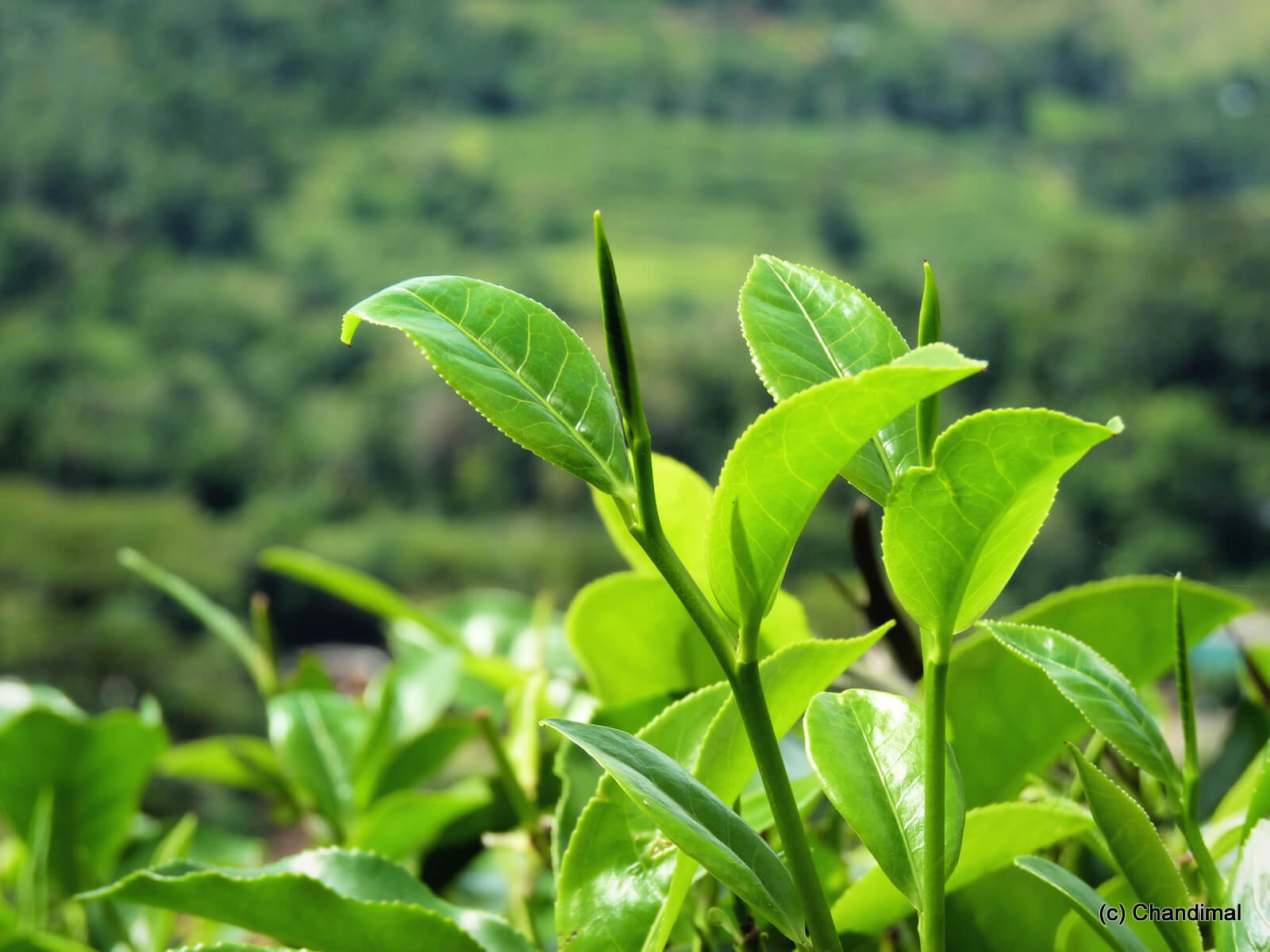 Ceylon Tea