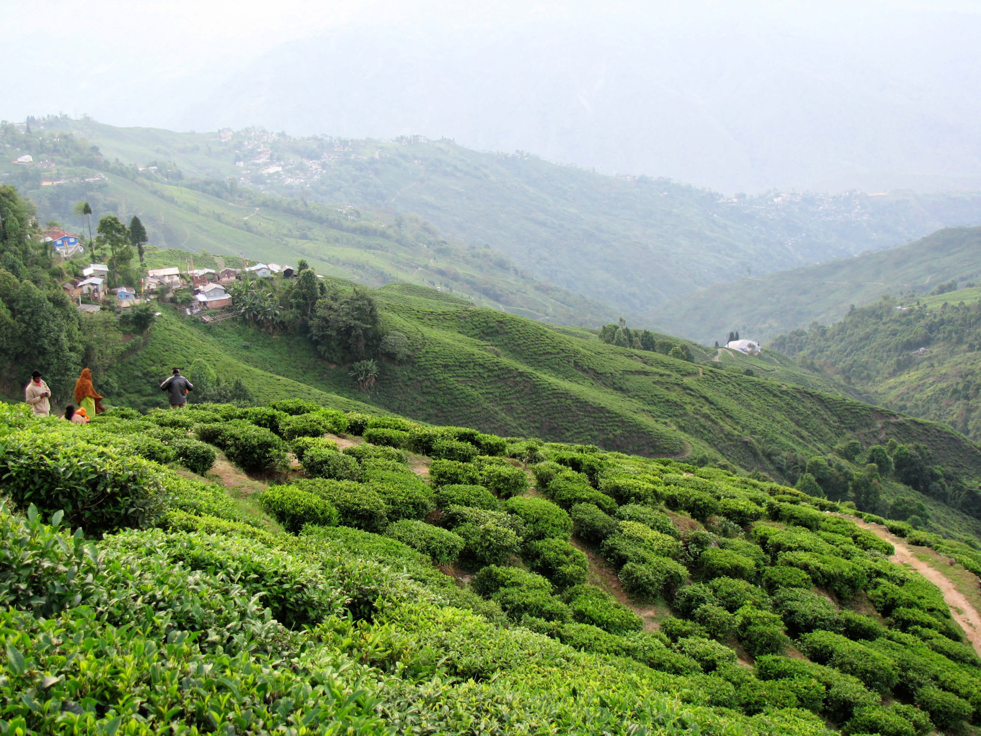 Darjeeling Tea Plantation