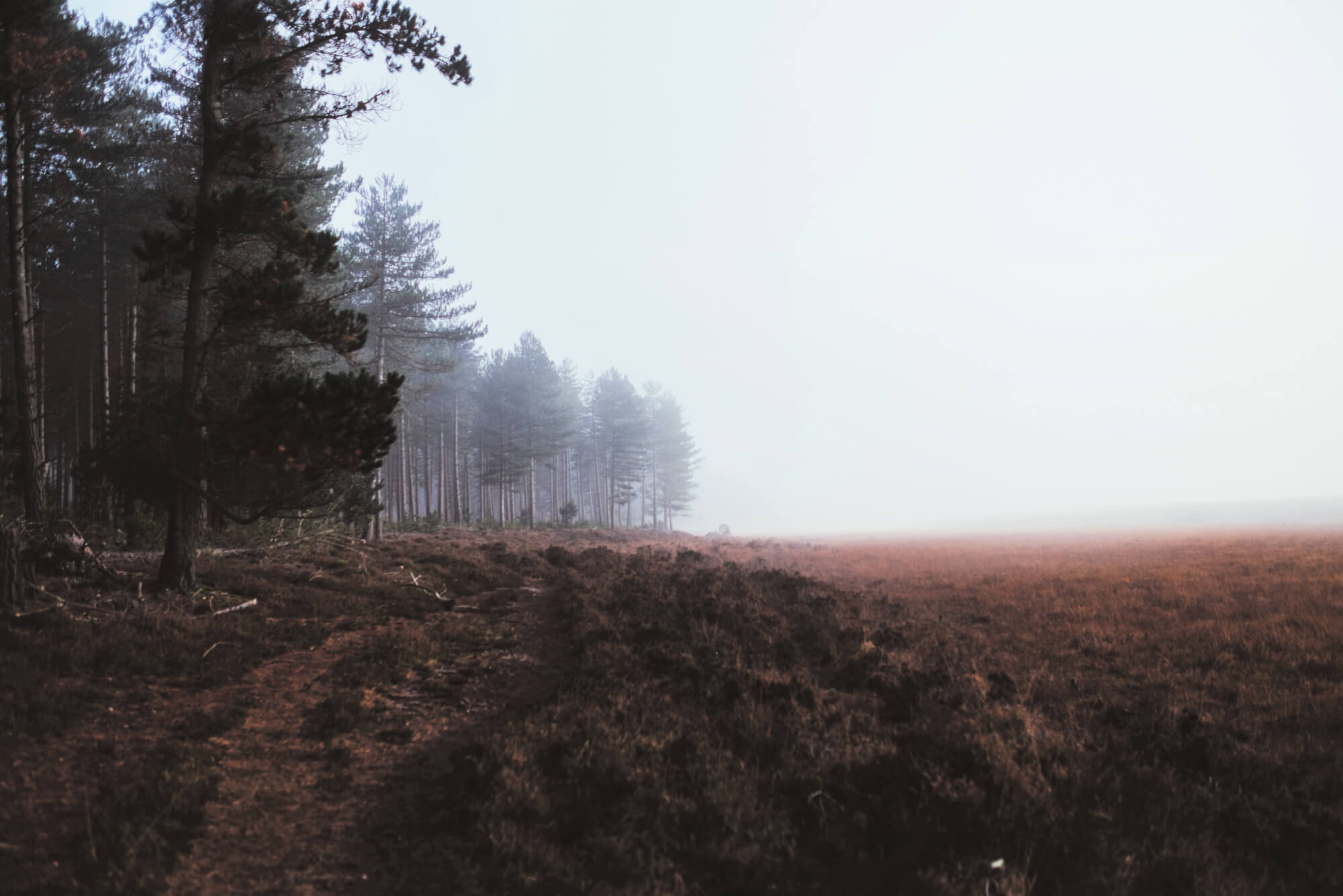 New Forest National Park